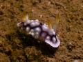 Chromodoris geometrica, velikost 1 cm, Vietnam