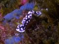 Chromodoris geometrica, velikost 2 cm, Vietnam