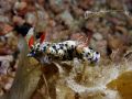 Hypselodoris infucata, size 3 cm, Egypt