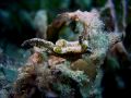 Goniodoris joubini, size 3 cm, Egypt