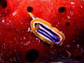 Chromodoris quadricolor, size 3 cm, Egypt