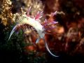 Cratena peregrina, velikost 5 cm, Chorvatsko