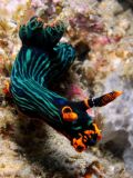 Nembrotha kubaryana, velikost 5 cm, Sulawesi