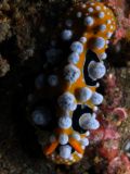 Phyllidia ocellata, size 4 cm, Sulawesi