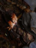 Flabellina exoptata, size 2 cm, Sulawesi