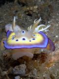 Chromodoris kuniei, velikost 3 cm, Sulawesi