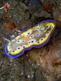 Chromodoris kuniei, velikost 3 cm, Sulawesi