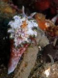 Glossodoris cincta, velikost 4 cm, Sulawesi