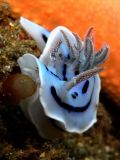 Chromodoris willani, size 3 cm, Sulawesi