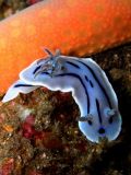 Chromodoris willani, size 3 cm, Sulawesi