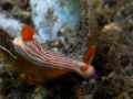 Hypselodoris maridadilus, velikost 3 cm, Sulawesi