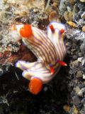 Hypselodoris maridadilus, size 4 cm, Sulawesi