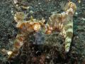 Ceratosoma sp. eating sponge, size 7 cm, Sulawesi