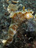 Ceratosoma sp. eating sponge, size 7 cm, Sulawesi