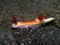 Hypselodoris maridadilus, velikost 3 cm, Sulawesi