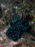 Nembrotha cristata, size 6 cm, Sulawesi