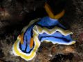 Chromodoris annae, velikost 2 cm, Sulawesi