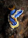 Chromodoris annae, size 2 cm, Sulawesi