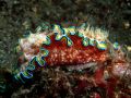 Glossodoris cincta, velikost 4 cm, Sulawesi