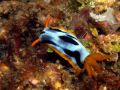 Chromodoris michaeli, velikost 2 cm, Sulawesi