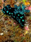 Nembrotha cristata, size 6 cm, Sulawesi