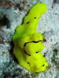 Notodoris minor, velikost 10 cm, Sulawesi