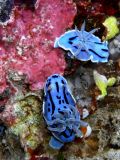 Chromodoris willani, velikost 3 cm, Sulawesi