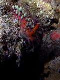 Flabellina exoptata, size 3 cm, Sulawesi