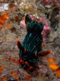 Nembrotha kubaryana, velikost 3 cm, Sulawesi