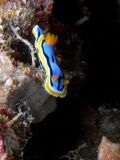 Chromodoris annae, velikost 1 cm, Sulawesi