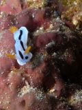 Chromodoris lochi, velikost 2 cm, Sulawesi