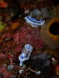 Chromodoris lochi, velikost 3 cm, Sulawesi