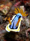 Chromodoris annae, size 3 cm, Sulawesi