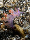 Flabellina rubrolineata, velikost 4 cm, Sulawesi