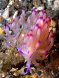 Flabellina rubrolineata, size 4 cm, Sulawesi