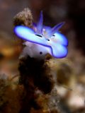 Mld Chromodoris sp., velikost 0,5 cm, Sulawesi 