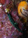 Nembrotha kubaryana, velikost 5 cm, Sulawesi