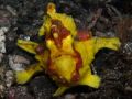 Antennarius maculatus, velikost 10 cm, Sulawesi