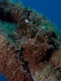 Antennarius comerson, velikost 30 cm, Sulawesi