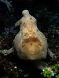 Antennarius commerson, velikost 40 cm, Sulawesi