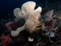 Antennarius commerson, velikost 40 cm, Sulawesi