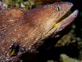 Gymnothorax nuvivomer, velikost 1 m, Egypt
