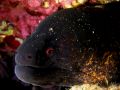 Gymnothorax flavimarginatus, velikost 1 m, Egypt