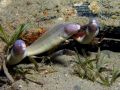 Juveniles of Siderea grisea in tire, size 45 - 60 cm, Egypt