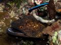 Gymnothorax flavimarginatus in a cleaning station, size 90 cm, Egypt