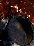 Gymnothorax unicolor, velikost 1 m, Sulawesi