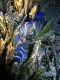 Gymnothorax enigmaticus, velikost 30 cm, Egypt
