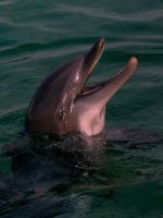Delfín skákavý