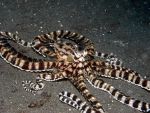 Mimic octopus