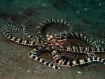 Mimic octopus